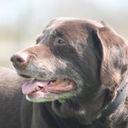 Labrador retriever | Sofie