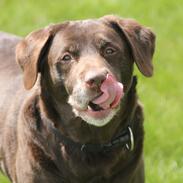 Labrador retriever | Sofie