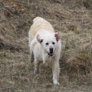 Golden retriever Golden Dixie's Pearl Heart (Mille)