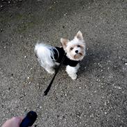 Biewer yorkshire terrier Billie