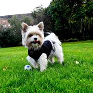 Biewer yorkshire terrier Billie