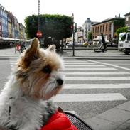 Biewer yorkshire terrier Billie
