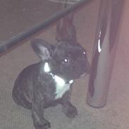 Fransk bulldog Sille