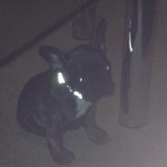 Fransk bulldog Sille