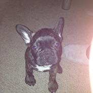 Fransk bulldog Sille