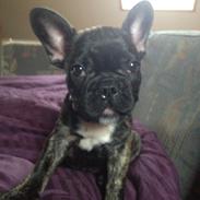 Fransk bulldog Sille