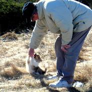 Shetland sheepdog Fister