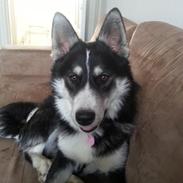 Blanding af racer Nala