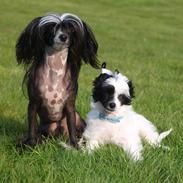 Chinese crested powder puff Solino´s designed by destiny "Milo" <3