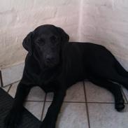 Labrador retriever Emma