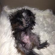 Blanding af racer Buster