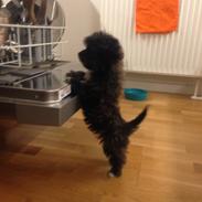 Blanding af racer Buster