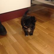 Blanding af racer Buster