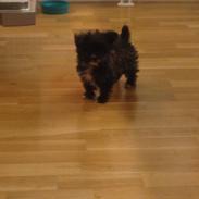 Blanding af racer Buster