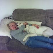 Blanding af racer Ziggi blanding af boxer og rotweiler