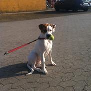 Blanding af racer Ziggi blanding af boxer og rotweiler