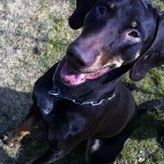 Blanding af racer Willow