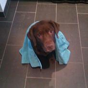 Labrador retriever Bounty