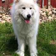 Samojedhund Isa