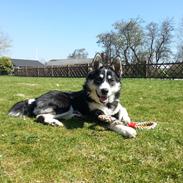 Blanding af racer Nala