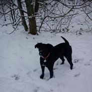 Blanding af racer Chloe