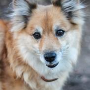 Islandsk fårehund ISHUNDUR'S RAUDKA