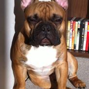 Fransk bulldog Chubby