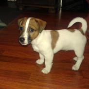 Jack russell terrier Rolf