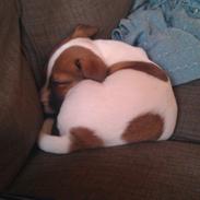 Jack russell terrier Rolf