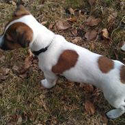 Jack russell terrier Rolf