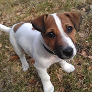 Jack russell terrier Rolf