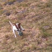 Jack russell terrier Rolf