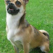 Blanding af racer (Chihuahua/Mops)