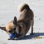 Blanding af racer (Chihuahua/Mops)