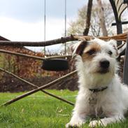 Jack russell terrier Vaks