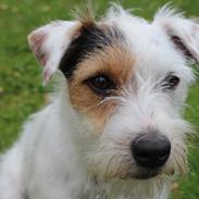 Jack russell terrier Vaks