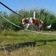 Cavalier king charles spaniel Pluto<3 min elskede hund<3