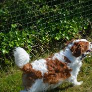 Cavalier king charles spaniel Pluto<3 min elskede hund<3