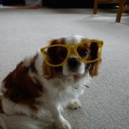 Cavalier king charles spaniel Pluto<3 min elskede hund<3