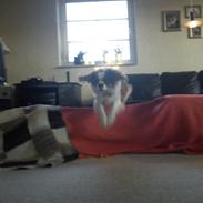 Cavalier king charles spaniel Pluto<3 min elskede hund<3