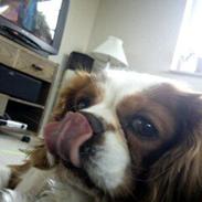 Cavalier king charles spaniel Pluto<3 min elskede hund<3