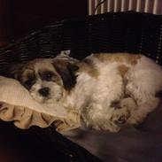 Lhasa apso Bine