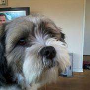 Lhasa apso Bine