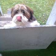Lhasa apso Bine