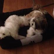 Lhasa apso Bine