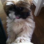 Shih tzu Baloo