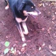 Blanding af racer Mikkel