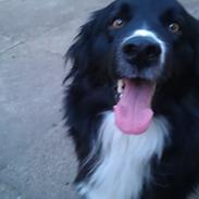 Border collie Bobbie Olsen