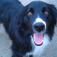 Border collie Bobbie Olsen