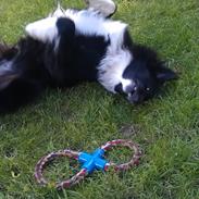Border collie Bobbie Olsen